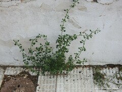 Chenopodium vulvaria