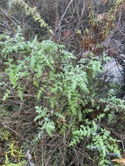 Phacelia ramosissima