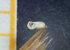 Gyraulus parvus