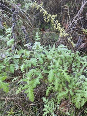 Phacelia ramosissima