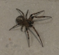 Zygiellinae