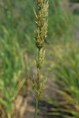 Leymus cinereus