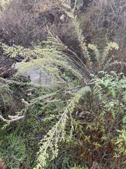 Phacelia ramosissima