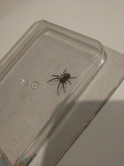 Zygiellinae