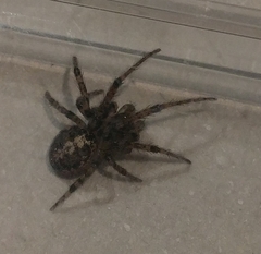 Zygiellinae