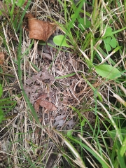 Lithobates sylvaticus image