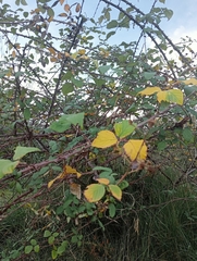 Rubus ulmifolius