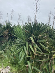 Yucca gloriosa