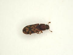 Bitoma insularis