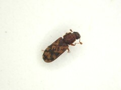 Bitoma insularis