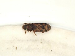 Bitoma insularis