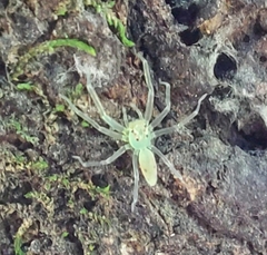 Lyssomanes viridis