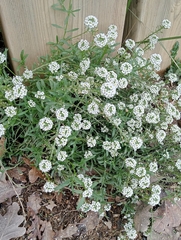 Lobularia maritima