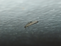 Lepidoptera