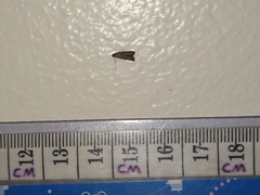 Lepidoptera