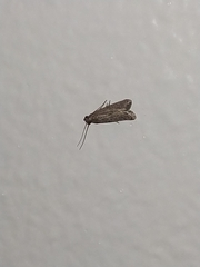 Lepidoptera