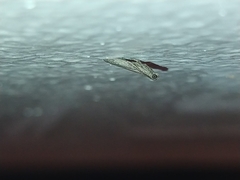 Lepidoptera