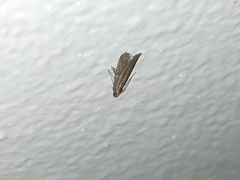 Lepidoptera