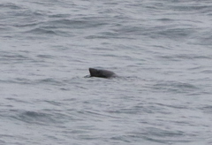 Otariidae
