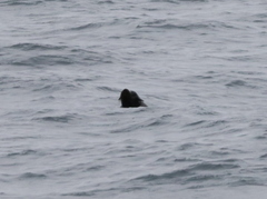 Otariidae
