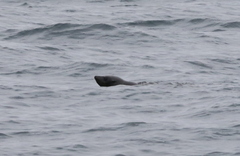 Otariidae