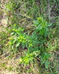 Potentilla intermedia
