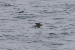 Ptychoramphus aleuticus