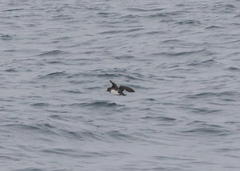 Ptychoramphus aleuticus