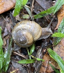 Zachrysia provisoria