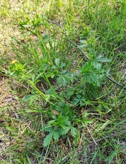 Potentilla intermedia