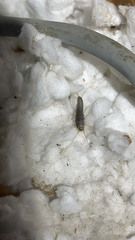 Ctenolepisma longicaudatum