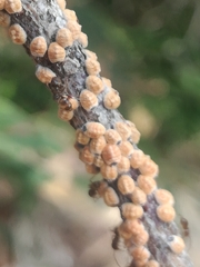 Eriococcus