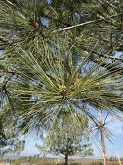 Pinus torreyana