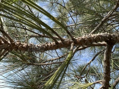 Pinus torreyana