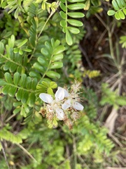 Osteomeles anthyllidifolia