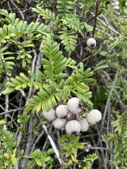 Osteomeles anthyllidifolia