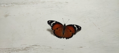 Hypolimnas misippus