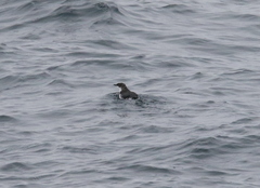 Synthliboramphus scrippsi