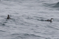 Synthliboramphus scrippsi