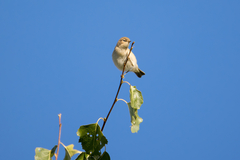 Phylloscopus trochilus