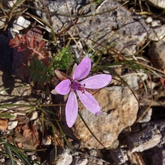Erodium malacoides