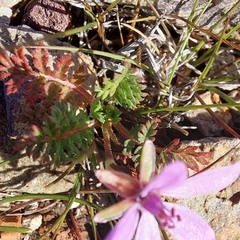 Erodium malacoides