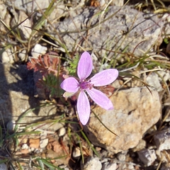 Erodium malacoides
