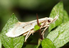 Thema argoptera