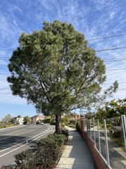 Pinus torreyana