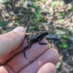 Rhinella