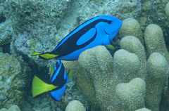 Paracanthurus hepatus