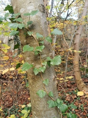 Hedera helix