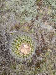 Parodia erinaceus