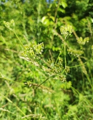 Chaerophyllum bulbosum